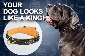 Leather Dog Collar