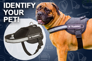 Nylon dog harness