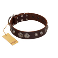 "Choco Brownie" FDT Artisan Brown Leather Bullmastiff Collar Adorned with Silver-Like Conchos