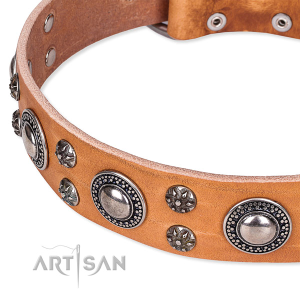 Fancy walking decorated dog collar of durable full grain leather