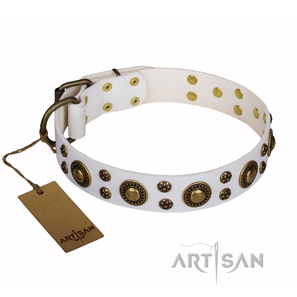 Daily use dog collar of quality natural leather with studs