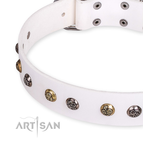 Full grain leather dog collar with fashionable corrosion proof embellishments