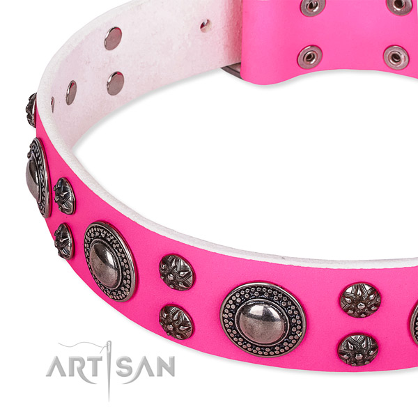 Fancy walking studded dog collar of top quality full grain leather