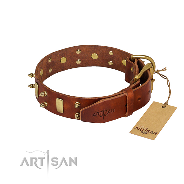 Comfy wearing adorned dog collar of quality full grain leather