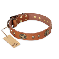"Stunning Dress" FDT Artisan Tan Leather Bullmastiff Collar with Old Bronze Look Plates and Studs