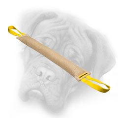 Bullmastiff bite tug for young dog training