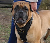 big dog harness,leather dog harness,custom dog harness,handmade dog harness with handle