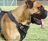 Bullmastiff harness, leather dog harness,nylon dog harness with handle, training dog harness, k9 dog harness