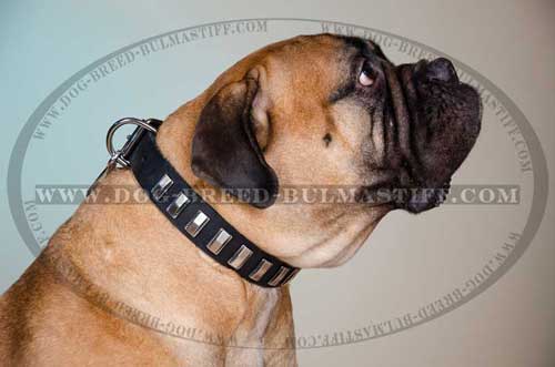 Leather Dog Collar decorated with plates