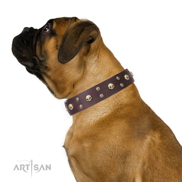 Walking adorned dog collar of top notch leather