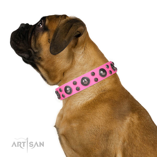 Everyday walking embellished dog collar of top quality natural leather