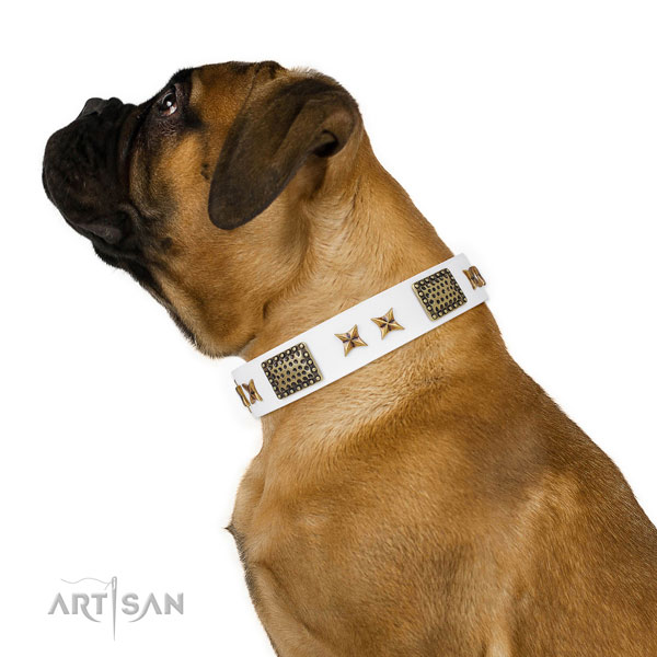 Stylish walking dog collar with incredible embellishments