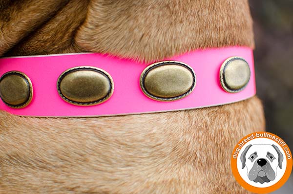 Colorful Leather Bullmastiff Collar with Brass Ovals