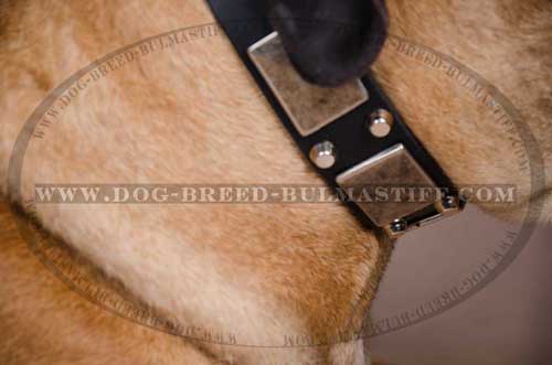 Leather dog cllar for your Bullmastiff