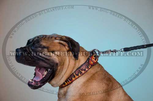 Extraordinary Bullmastiff breed Collar