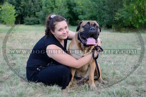 Super Cool Dog Collar for Bullmastiff 