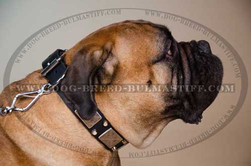 Astinishing Leather Dog Collar for your Bullmastiff