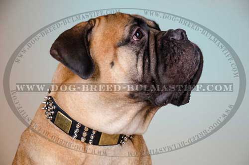 Great Dog Collar made of leather