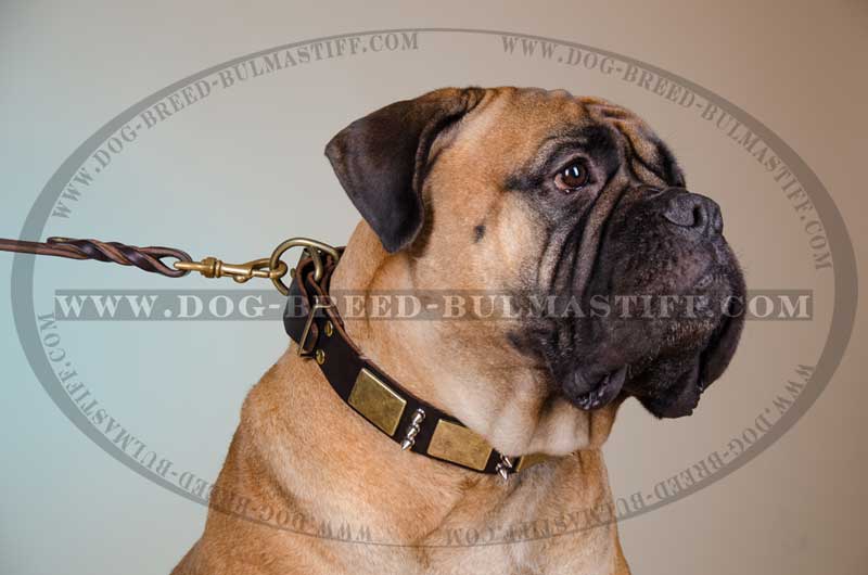 The Best Designer Leather Dog Collar with Massive Plates and Spikes for  Bullmastiff breed [C84##1014 Brass massive plates with 6 nickel spikes 3  pyramids] : Bullmastiff dog harness, Bullmastiff dog muzzle, Bullmastiff