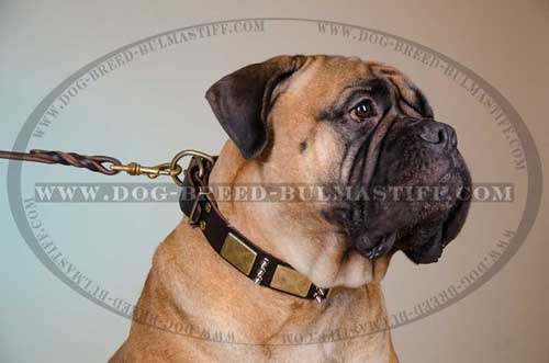 Splendid Lather dog Collar