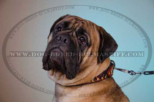 Prominent Leather dog collar for bullmastiff