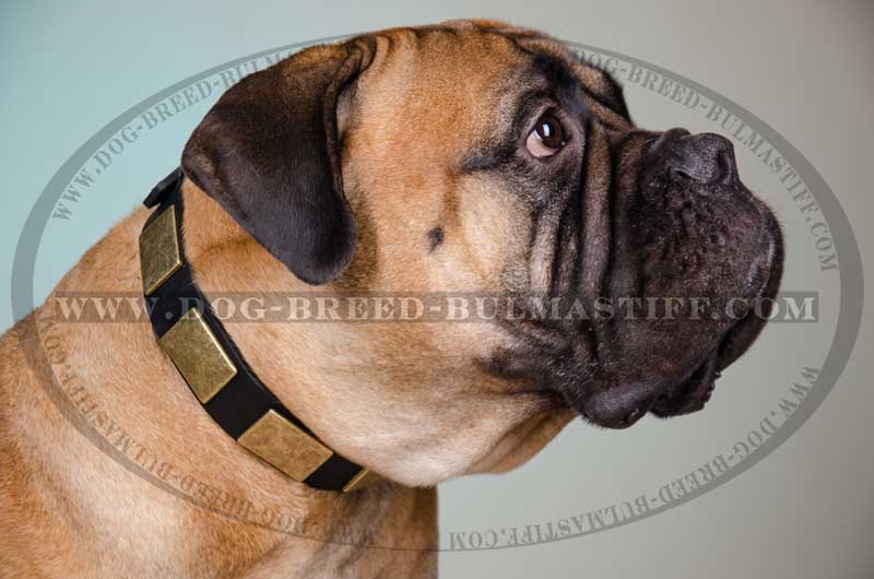 The Best Designer Leather Dog Collar with Massive Plates and Spikes for  Bullmastiff breed [C84##1014 Brass massive plates with 6 nickel spikes 3  pyramids] : Bullmastiff dog harness, Bullmastiff dog muzzle, Bullmastiff