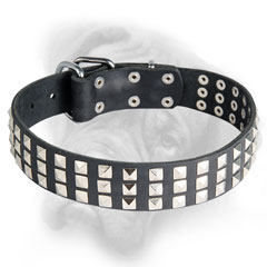 Caterpillar Bullmastiff collar with nickel studs