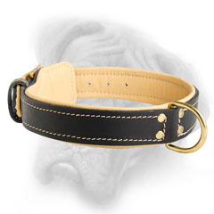 Strong classic leather Bullmastiff collar reliably  stitched