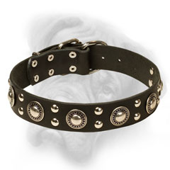 Stylish collar with conchos and studs for Bullmastiff