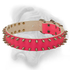 Bullmastiff collar for walking in style
