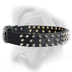 Beautiful exclusively designed collar for Bullmastiff walking