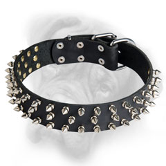 Quality leather Bullmastiff collar with shining nickel spikes