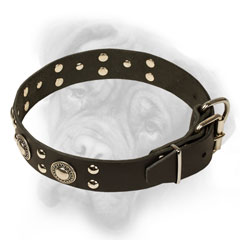 Bullmastiff collar with nickel hardware for walking