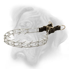 Chrome plated prong collar with leather part for  Bullmastiff