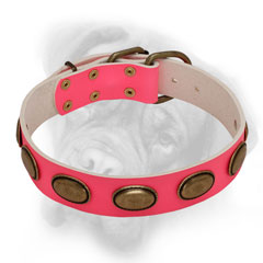 Leather pink Bullmastiff collar with brass ovals