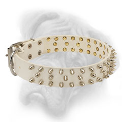 Royal quality white leather collar for Bullmastiff