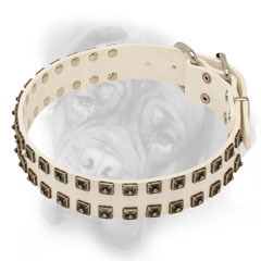 White Bullmastiff collar with brass studs