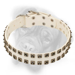 Adjustable white Bullmastiff collar with square studs