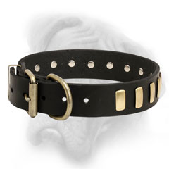 Decorated Bullmastiff collar with tough hardware