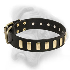 Bullmastiff collar with brass plates