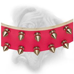 Trendy pink Bullmastiff collar with nickel riveted  spikes