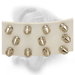 Nickel plated spikes on white leather Bullmastiff  collar