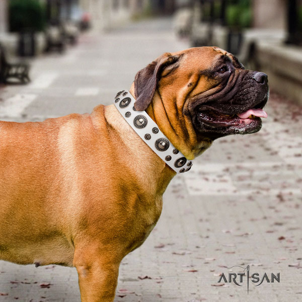 Bullmastiff embellished full grain genuine leather dog collar for your stylish canine