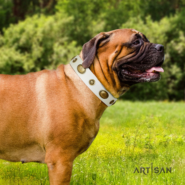 Bullmastiff full grain natural leather dog collar with embellishments for your handsome pet