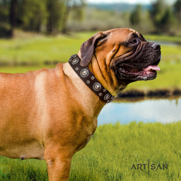 Bullmastiff studded natural genuine leather dog collar for your handsome doggie