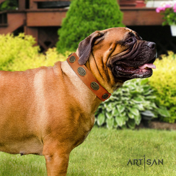 Bullmastiff adorned full grain genuine leather dog collar for your impressive canine