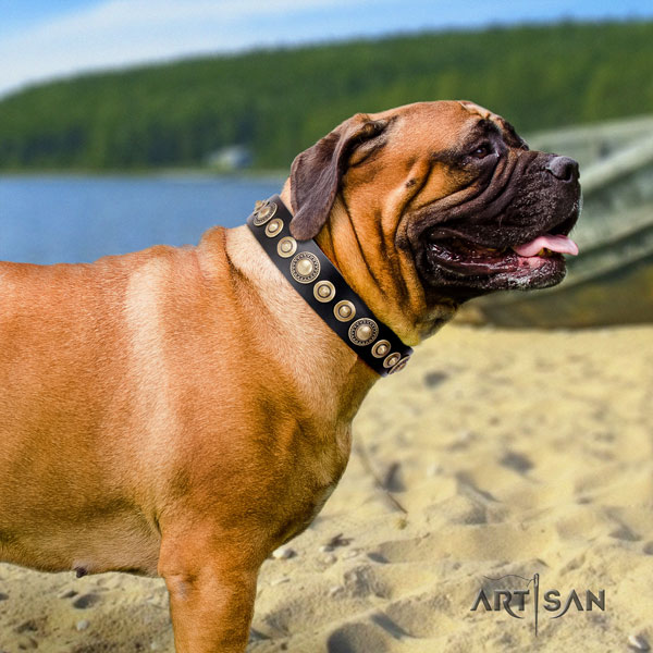 Bullmastiff adorned full grain genuine leather dog collar for your handsome canine