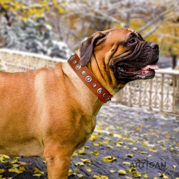 Bullmastiff leather dog collar with studs for your lovely dog