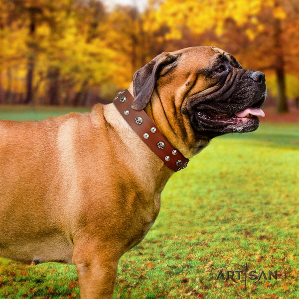 Bullmastiff studded full grain natural leather dog collar for your attractive four-legged friend