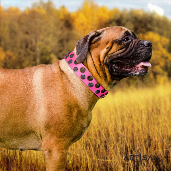 Bullmastiff studded natural genuine leather dog collar for your stylish pet